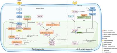 The role of class IIa histone deacetylases in regulating endothelial function